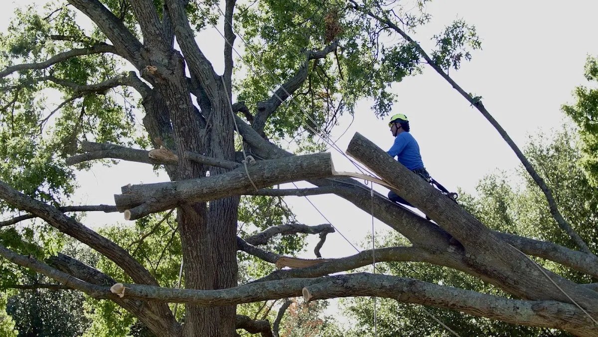 Professional Crown Thinning performed by certified arborists in Magnolia